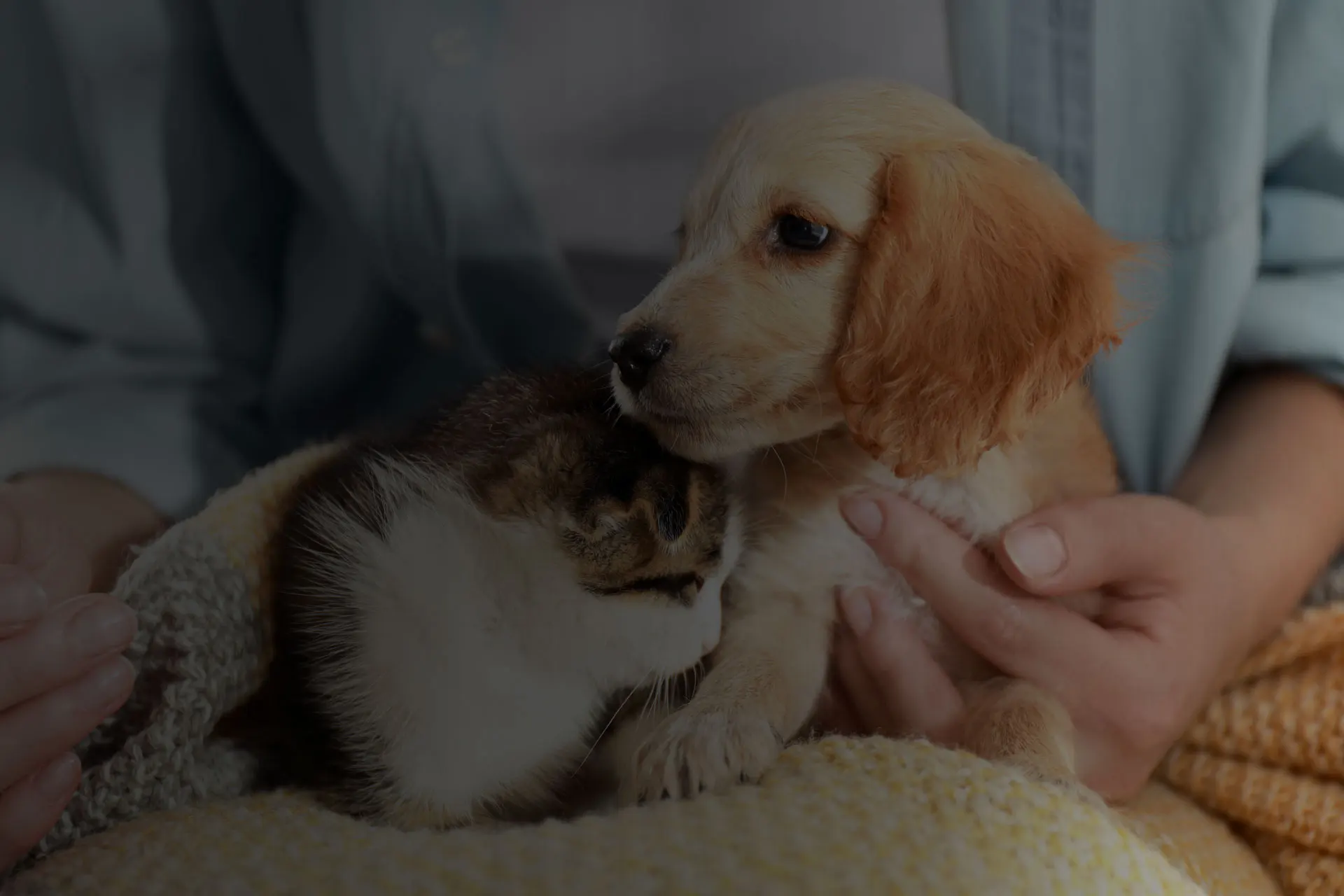 chiens-et-chats-elevage-education-et-entretien-1